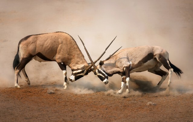 Intense fight between two male Gemsbok on dusty plains of Etosha